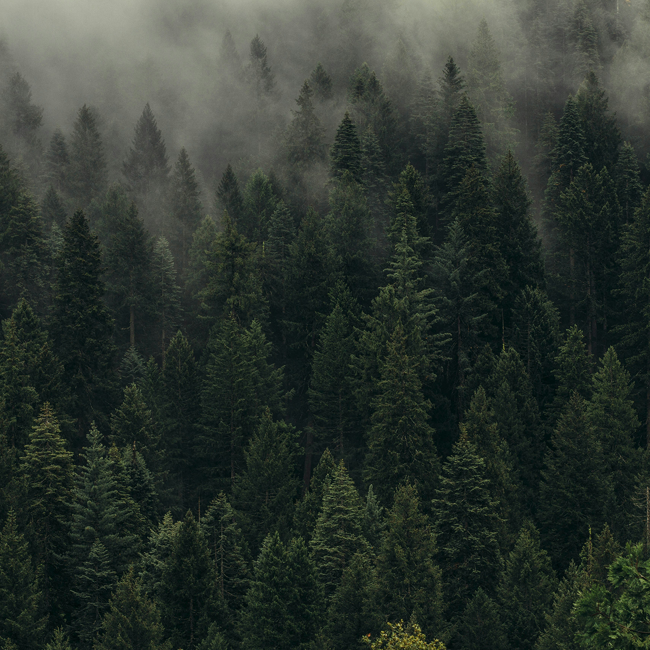 collection-banner-image